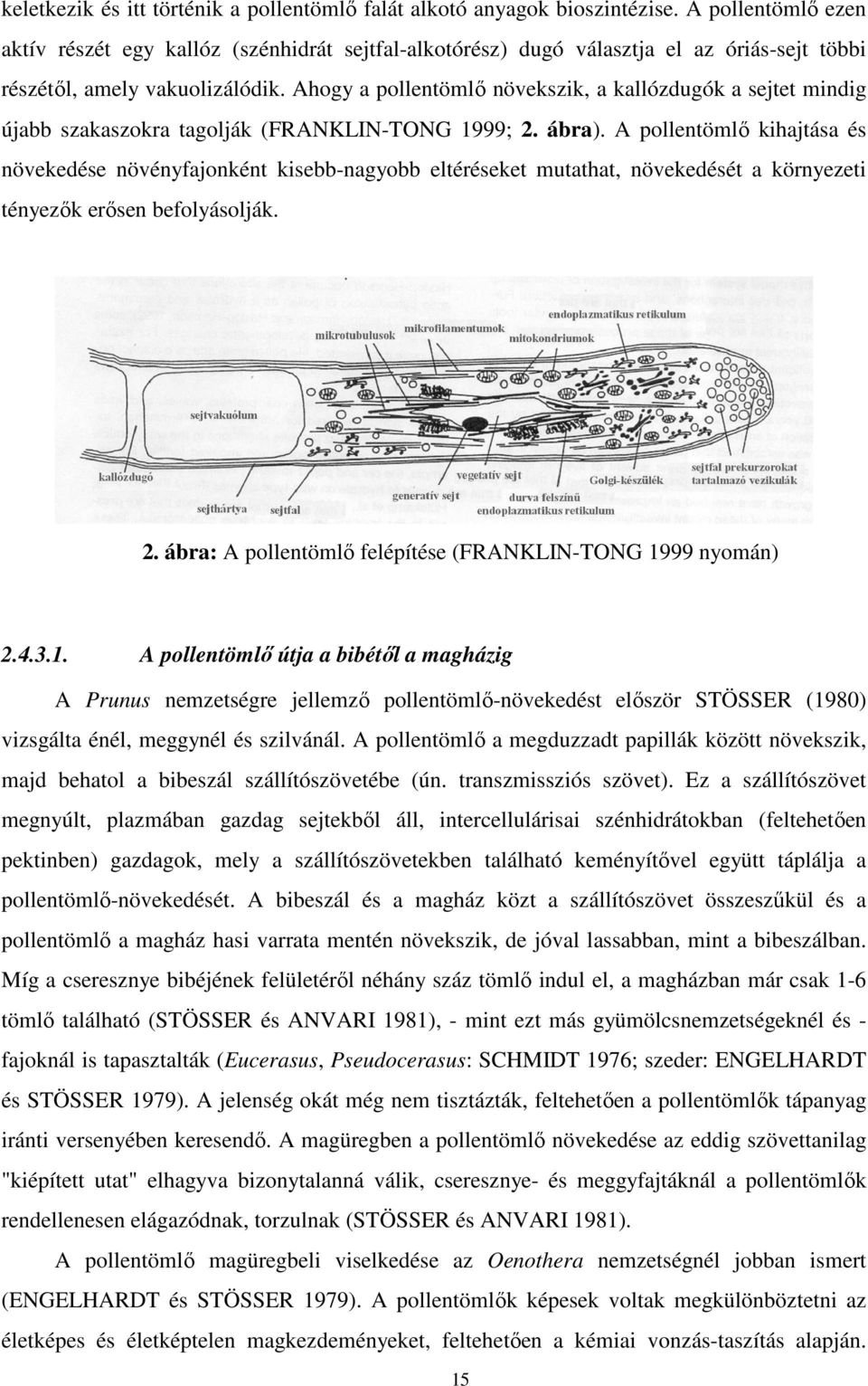 Ahogy a pollentömlő növekszik, a kallózdugók a sejtet mindig újabb szakaszokra tagolják (FRANKLIN-TONG 1999; 2. ábra).