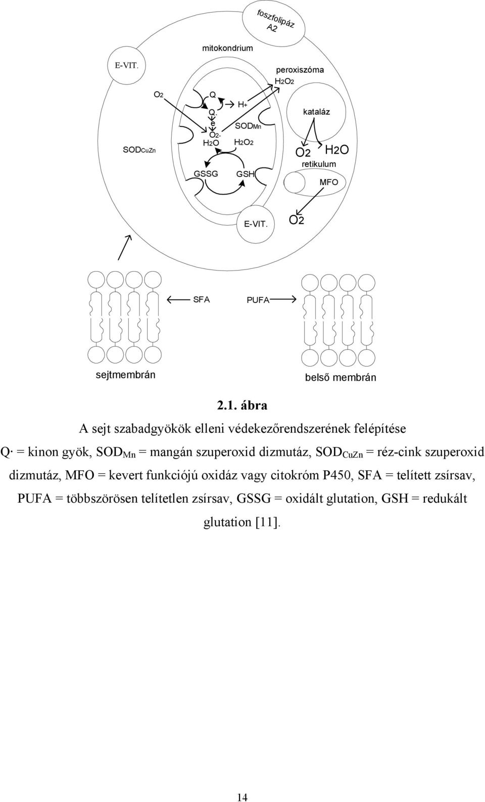 ábra A sejt szabadgyökök elleni védekezőrendszerének felépítése Q = kinon gyök, SOD Mn = mangán szuperoxid dizmutáz, SOD CuZn =