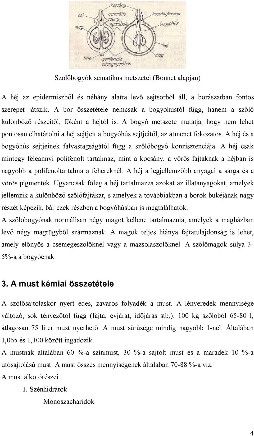 A bogyó metszete mutatja, hogy nem lehet pontosan elhatárolni a héj sejtjeit a bogyóhús sejtjeitől, az átmenet fokozatos.