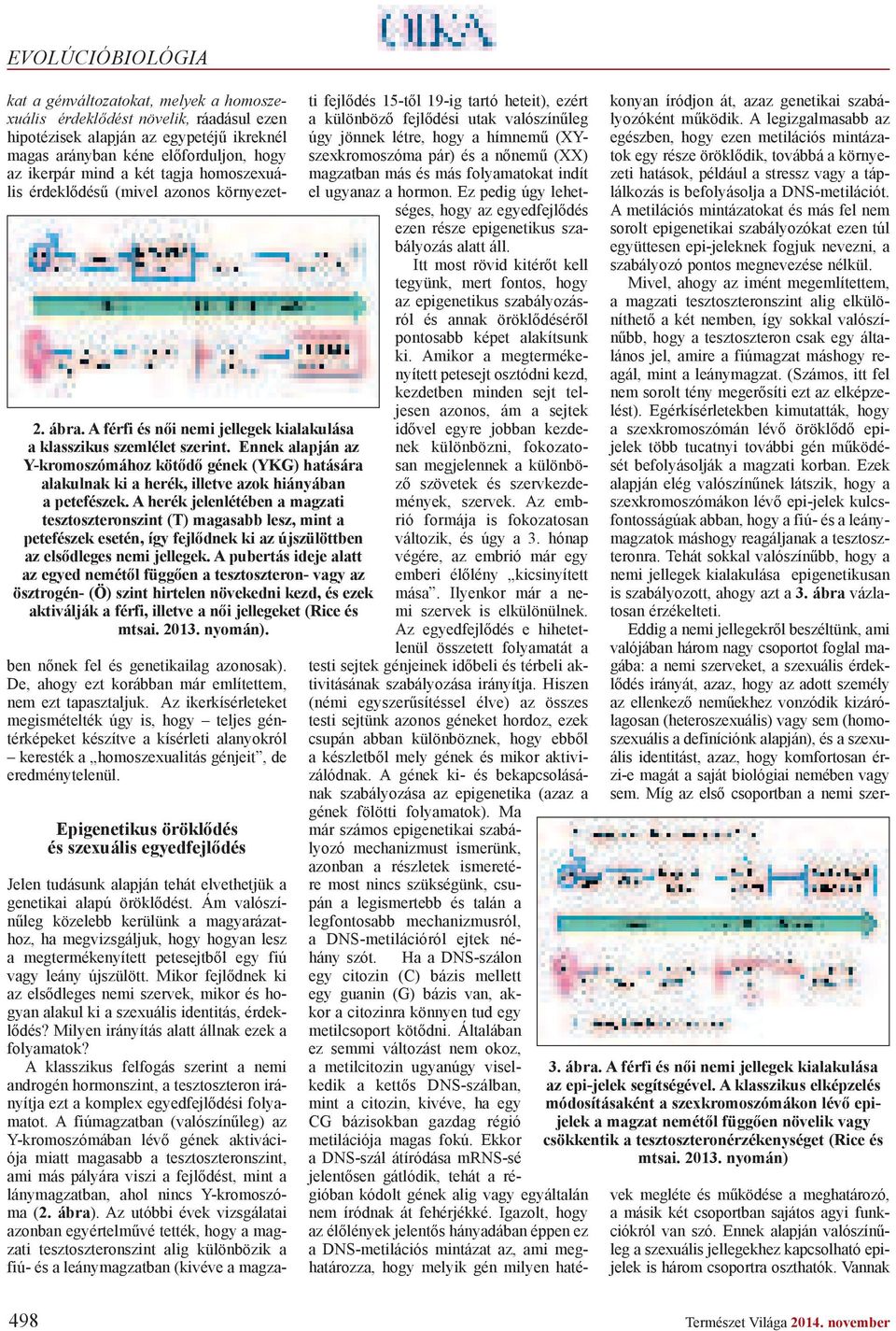 A herék jelenlétében a magzati tesztoszteronszint (T) magasabb lesz, mint a petefészek esetén, így fejl dnek ki az újszülöttben az els dleges nemi jellegek.