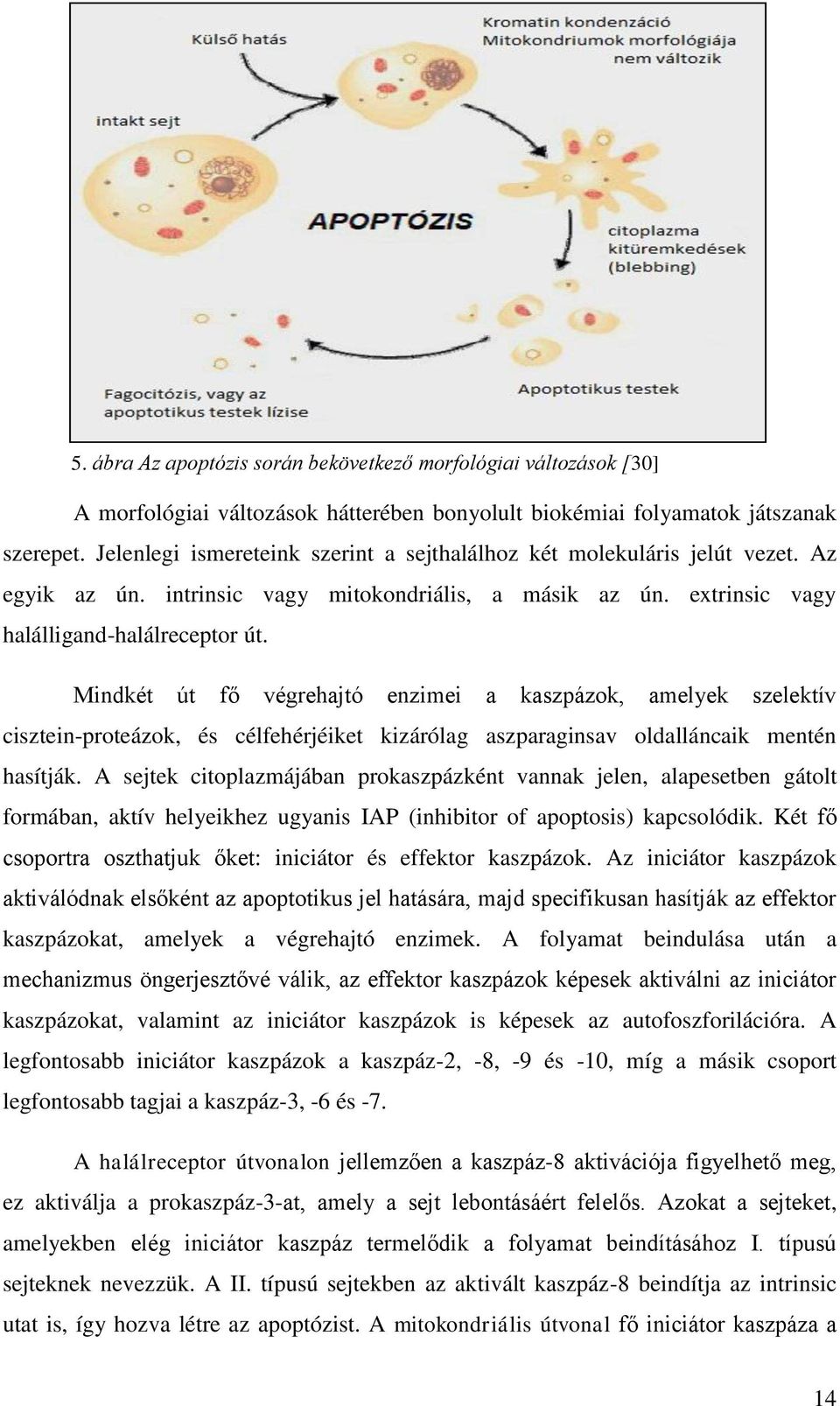 Mindkét út fő végrehajtó enzimei a kaszpázok, amelyek szelektív cisztein-proteázok, és célfehérjéiket kizárólag aszparaginsav oldalláncaik mentén hasítják.