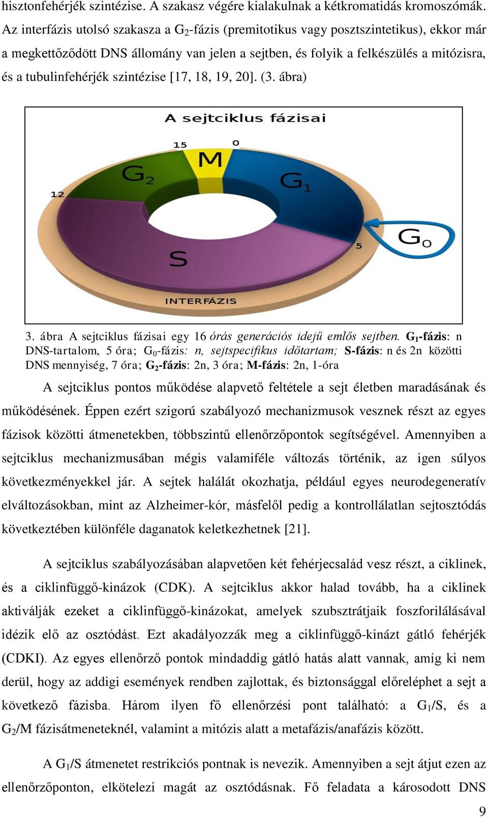 szintézise [17, 18, 19, 20]. (3. ábra) 3. ábra A sejtciklus fázisai egy 16 órás generációs idejű emlős sejtben.