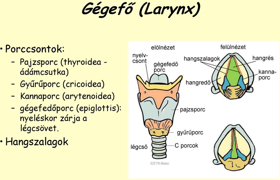 felülnézet hangrés kannaporc Kannaporc (arytenoidea) gégefedőporc