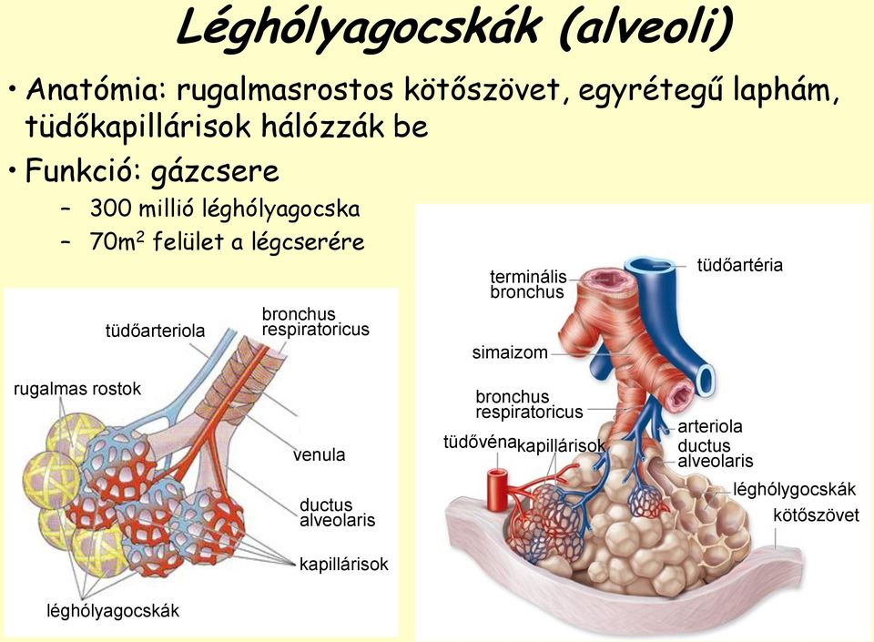 respiratoricus terminális bronchus simaizom tüdőartéria rugalmas rostok venula bronchus respiratoricus