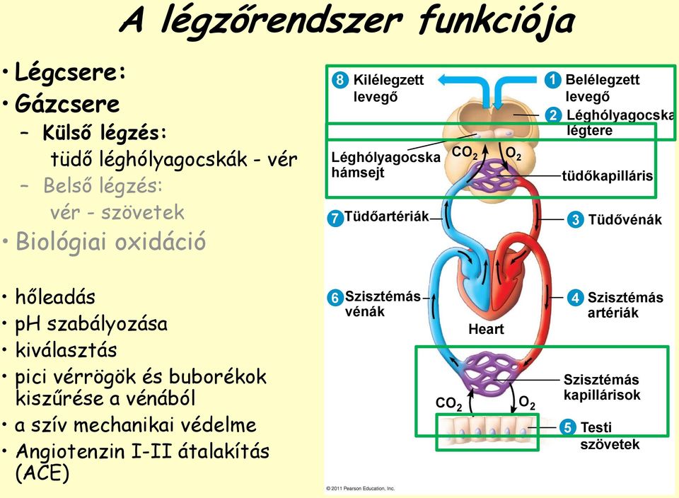 tüdőkapilláris 3 Tüdővénák hőleadás ph szabályozása kiválasztás pici vérrögök és buborékok kiszűrése a vénából a szív mechanikai