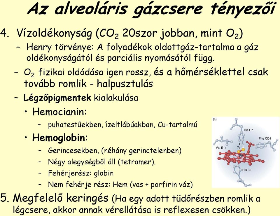 O 2 fizikai oldódása igen rossz, és a hőmérséklettel csak tovább romlik - halpusztulás Légzőpigmentek kialakulása Hemocianin: puhatestűekben,