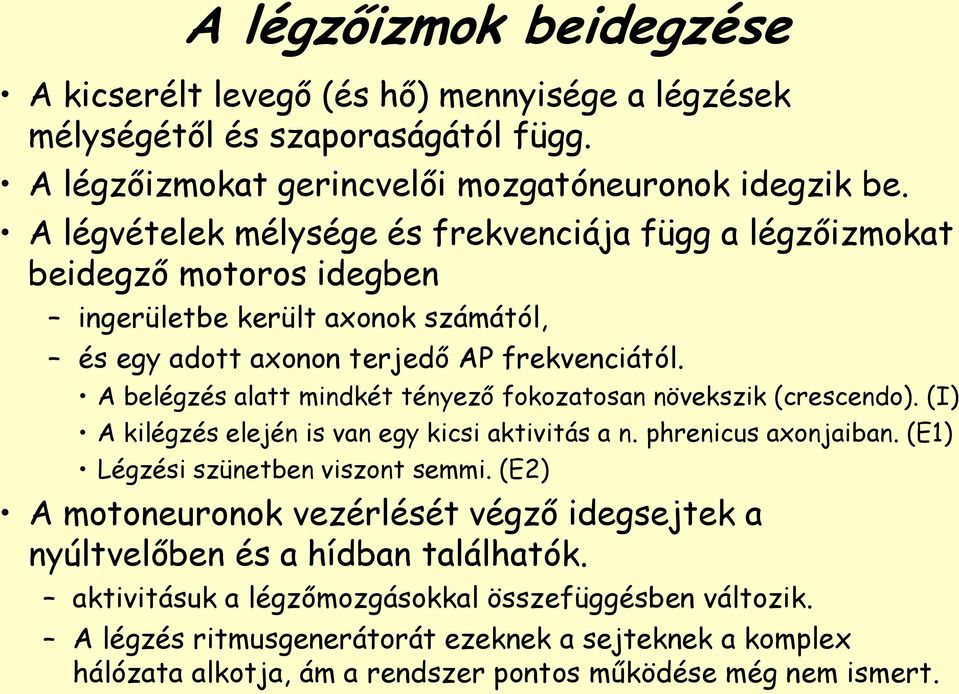 A belégzés alatt mindkét tényező fokozatosan növekszik (crescendo). (I) A kilégzés elején is van egy kicsi aktivitás a n. phrenicus axonjaiban. (E1) Légzési szünetben viszont semmi.