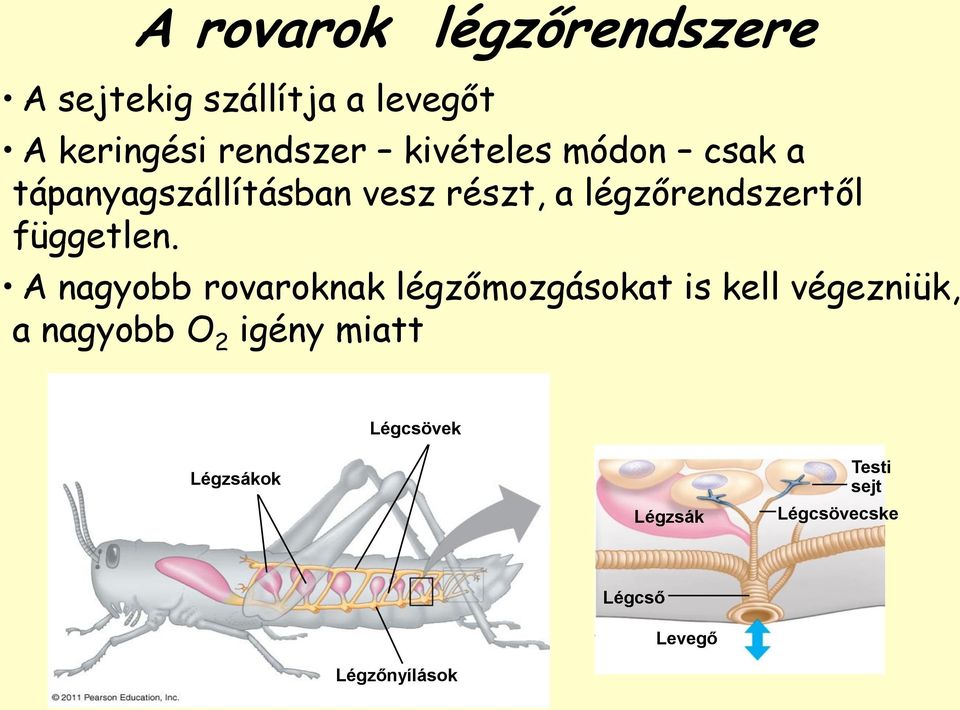 független.