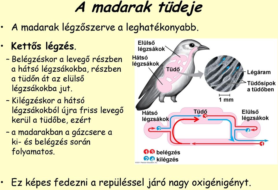 Kilégzéskor a hátsó légzsákokból újra friss levegő kerül a tüdőbe, ezért a madarakban a gázcsere a ki- és belégzés során