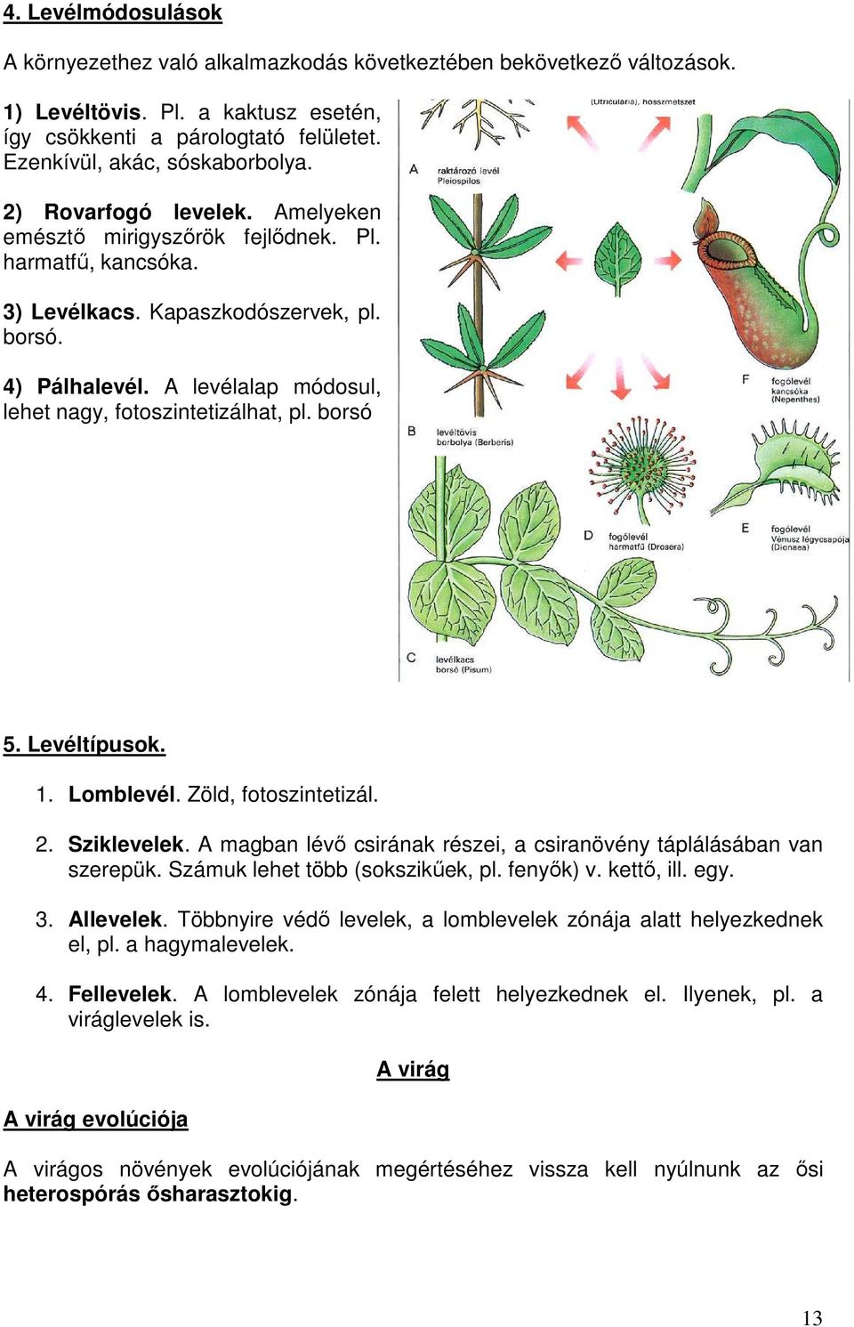 A levélalap módosul, lehet nagy, fotoszintetizálhat, pl. borsó 5. Levéltípusok. 1. Lomblevél. Zöld, fotoszintetizál. 2. Sziklevelek.