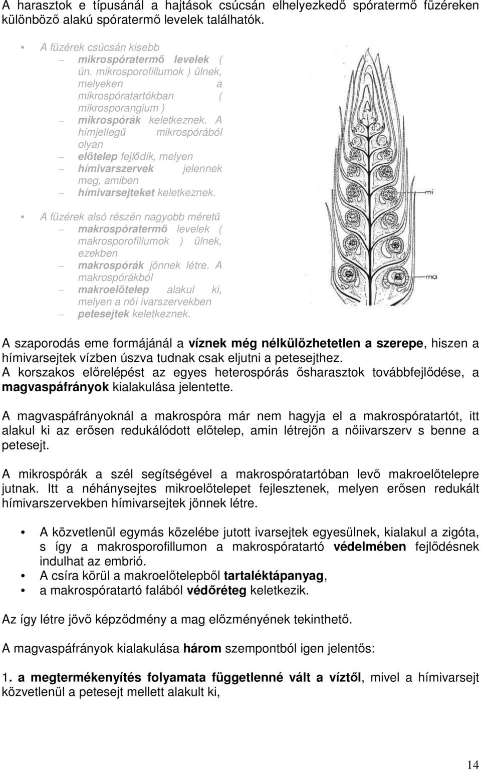 A hímjellegő mikrospórából olyan elıtelep fejlıdik, melyen hímivarszervek jelennek meg, amiben hímivarsejteket keletkeznek.