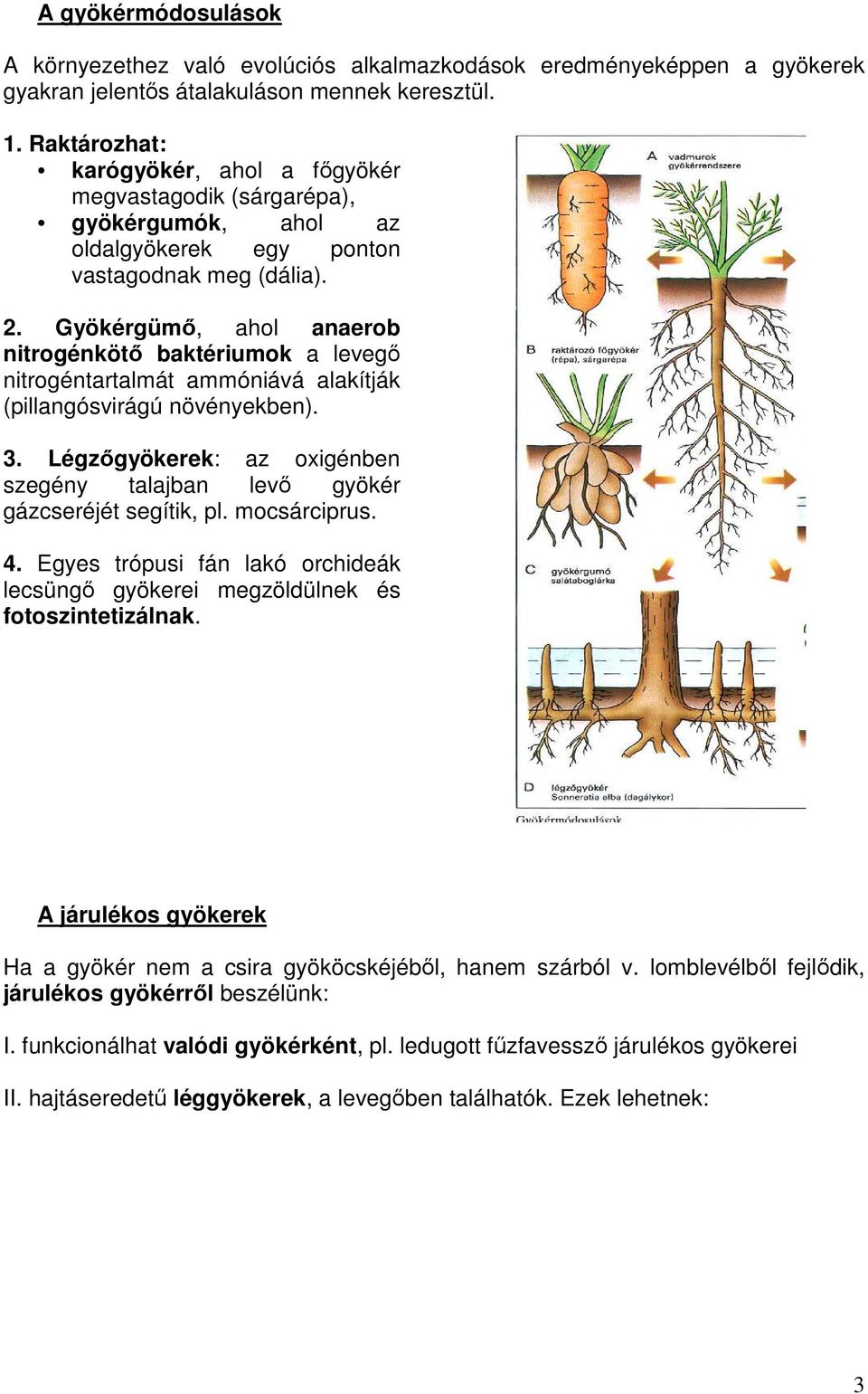 Gyökérgümı, ahol anaerob nitrogénkötı baktériumok a levegı nitrogéntartalmát ammóniává alakítják (pillangósvirágú növényekben). 3.