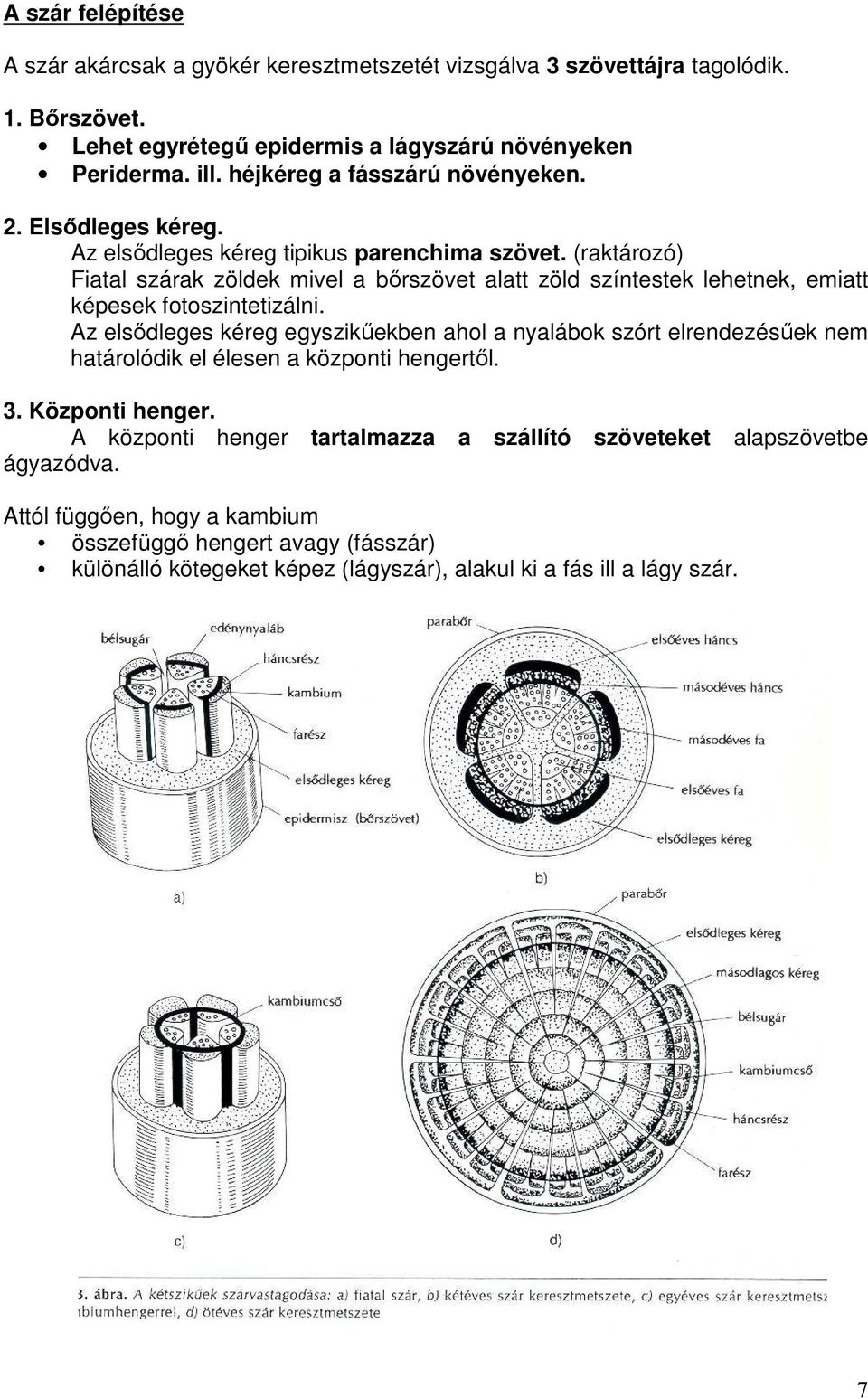 (raktározó) Fiatal szárak zöldek mivel a bırszövet alatt zöld színtestek lehetnek, emiatt képesek fotoszintetizálni.