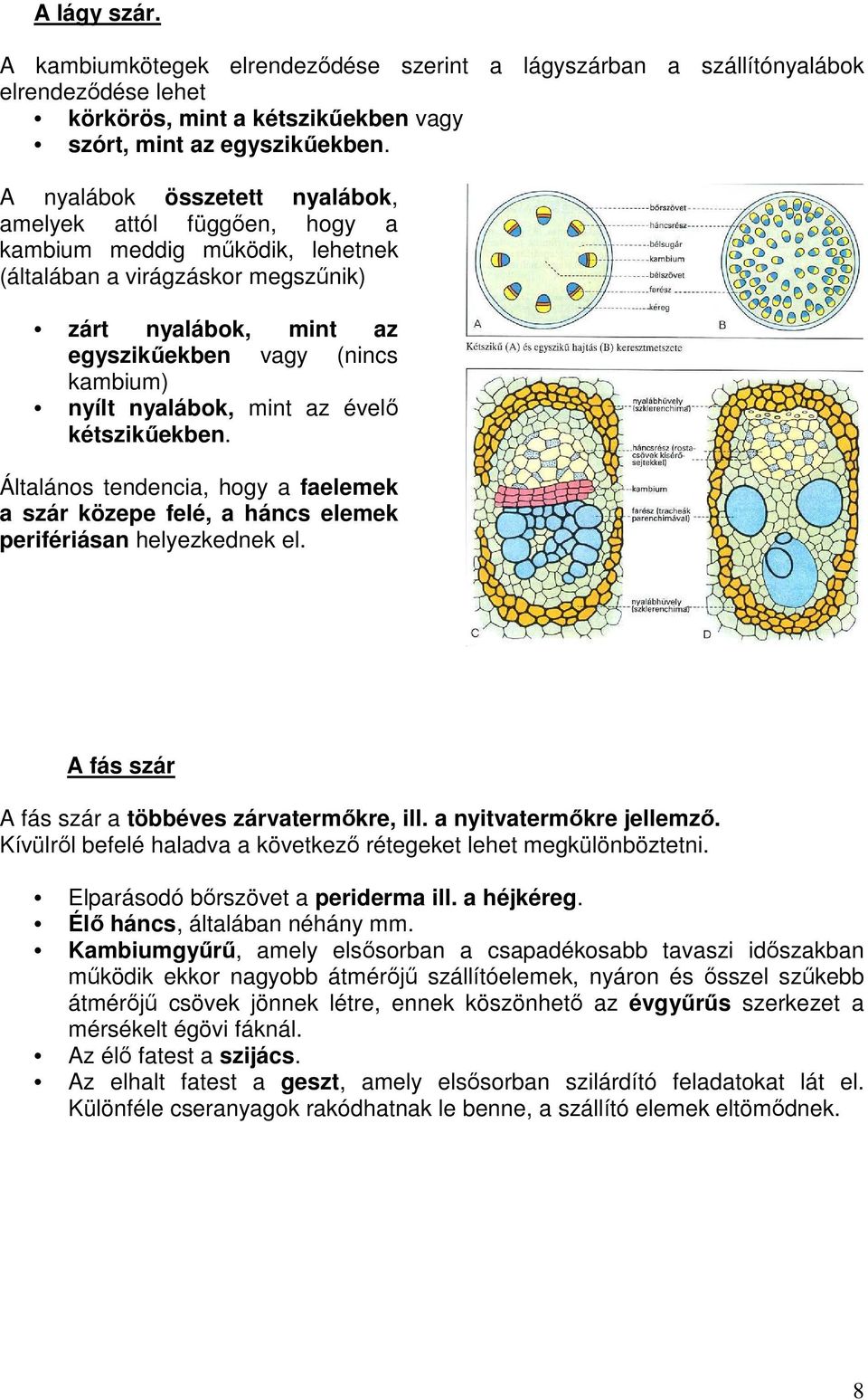 nyalábok, mint az évelı kétszikőekben. Általános tendencia, hogy a faelemek a szár közepe felé, a háncs elemek perifériásan helyezkednek el. A fás szár A fás szár a többéves zárvatermıkre, ill.