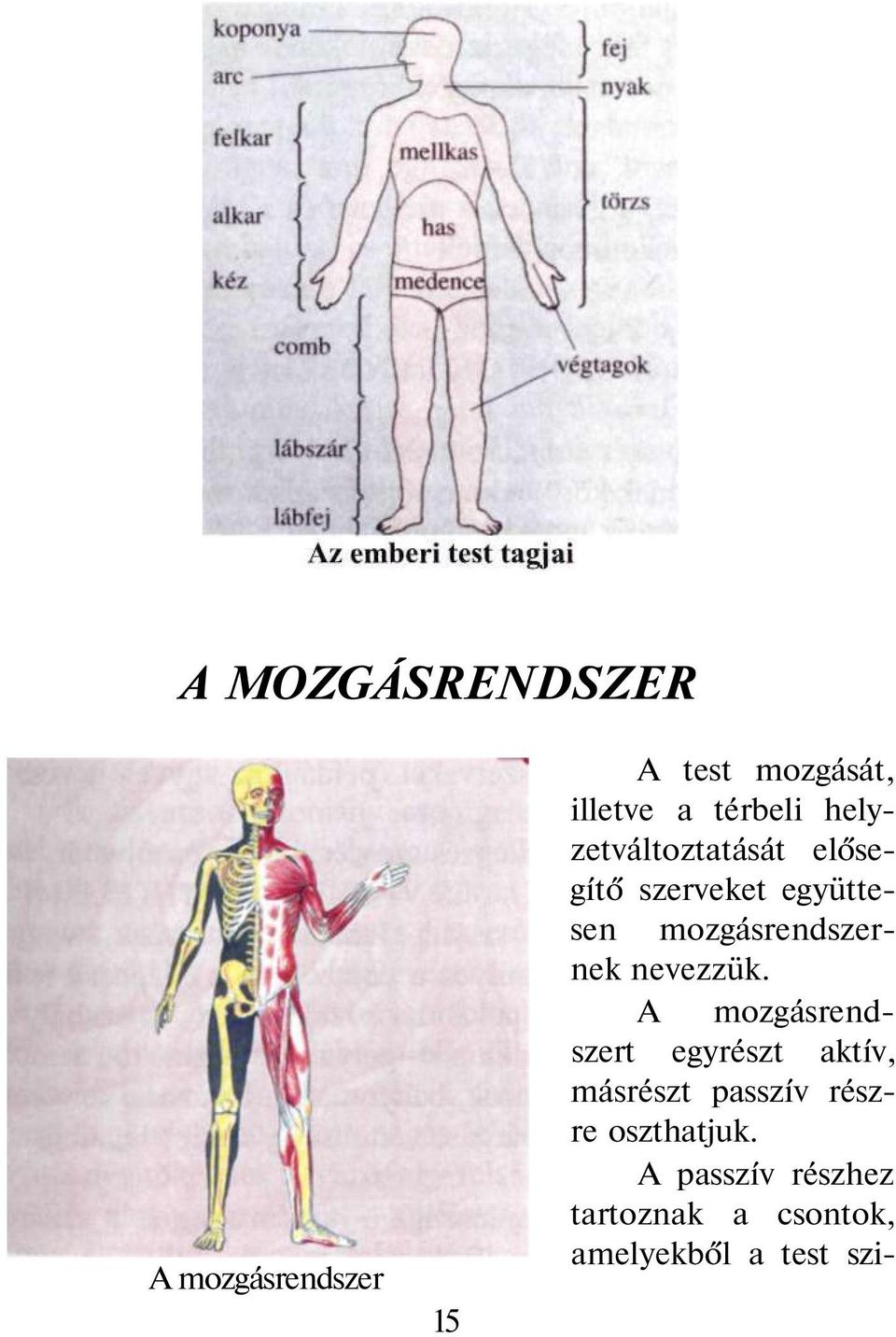 mozgásrendszernek nevezzük.