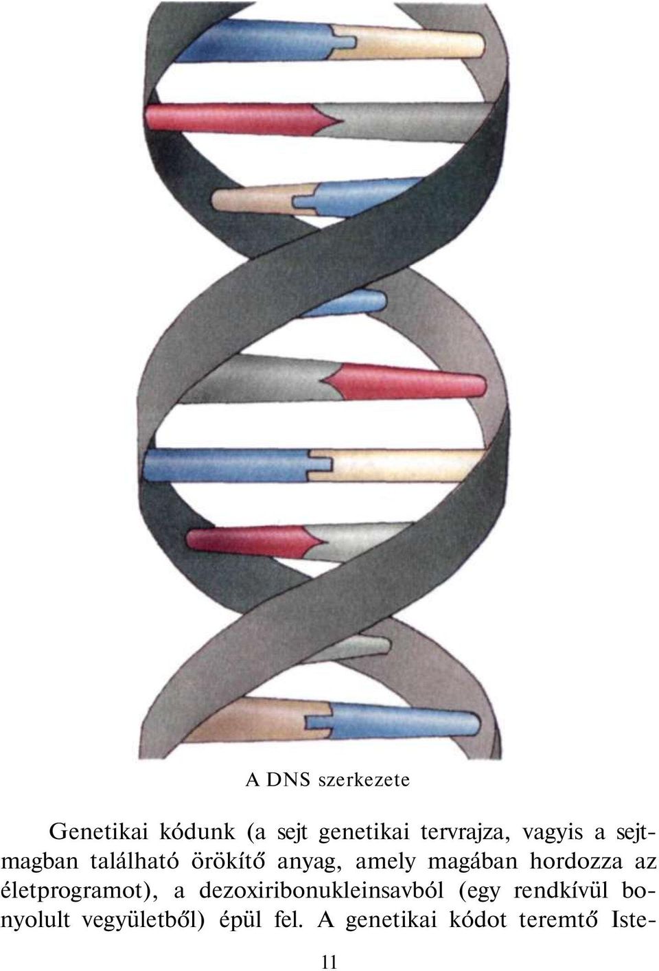 hordozza az életprogramot), a dezoxiribonukleinsavból (egy