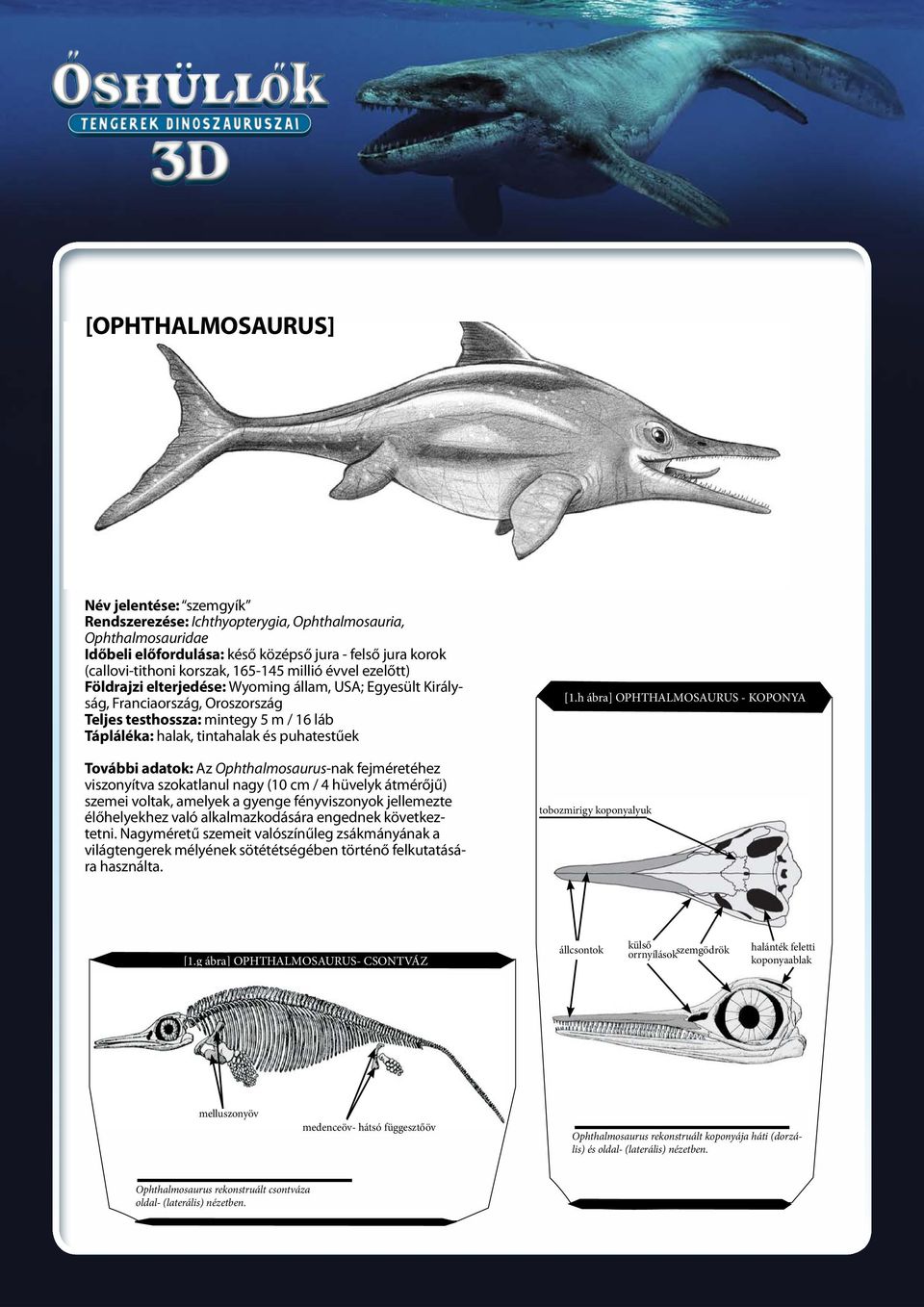 puhatestűek További adatok: Az Ophthalmosaurus-nak fejméretéhez viszonyítva szokatlanul nagy (10 cm / 4 hüvelyk átmérőjű) szemei voltak, amelyek a gyenge fényviszonyok jellemezte élőhelyekhez való