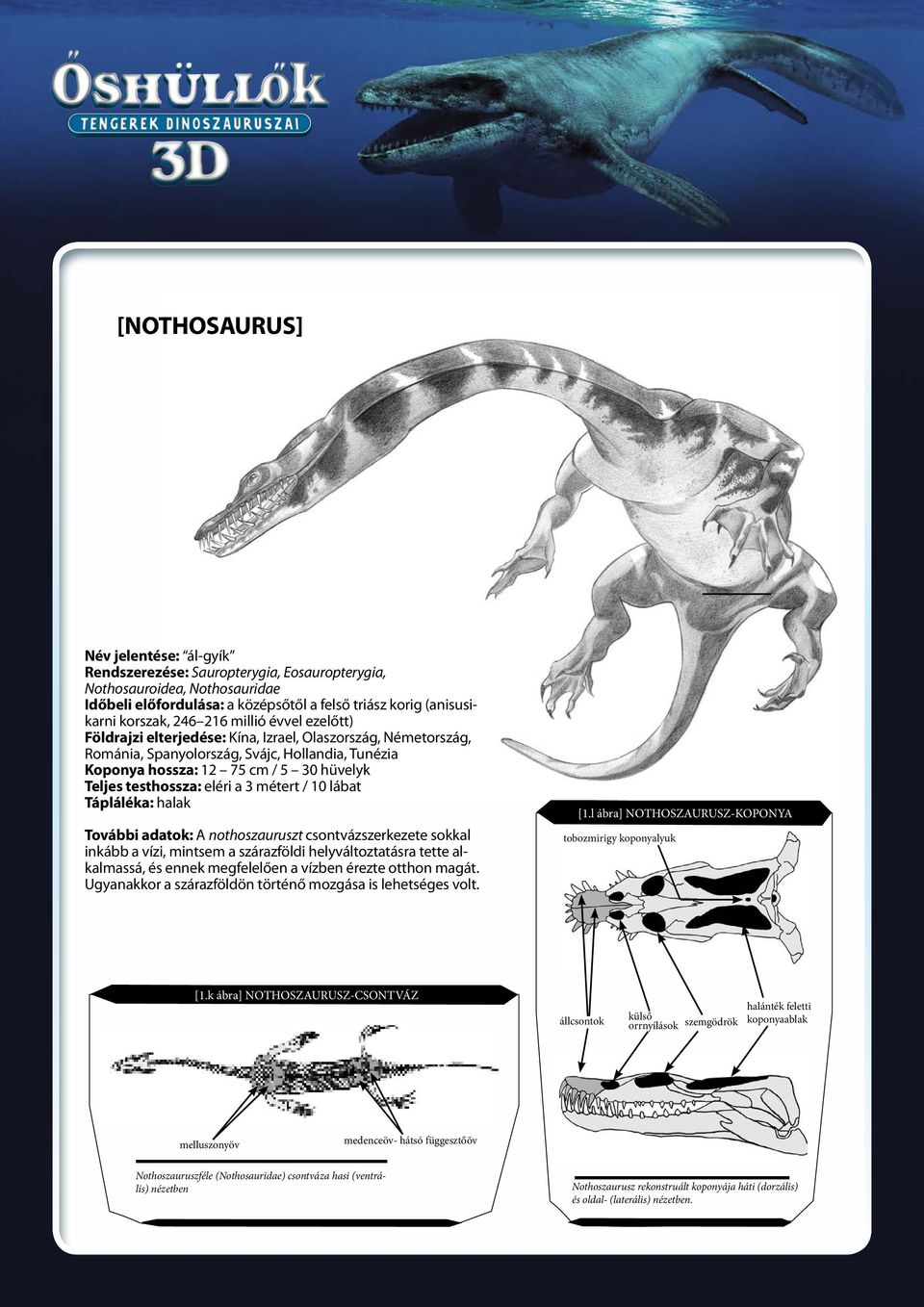 eléri a 3 métert / 10 lábat Tápláléka: halak További adatok: A nothoszauruszt csontvázszerkezete sokkal inkább a vízi, mintsem a szárazföldi helyváltoztatásra tette alkalmassá, és ennek megfelelően a