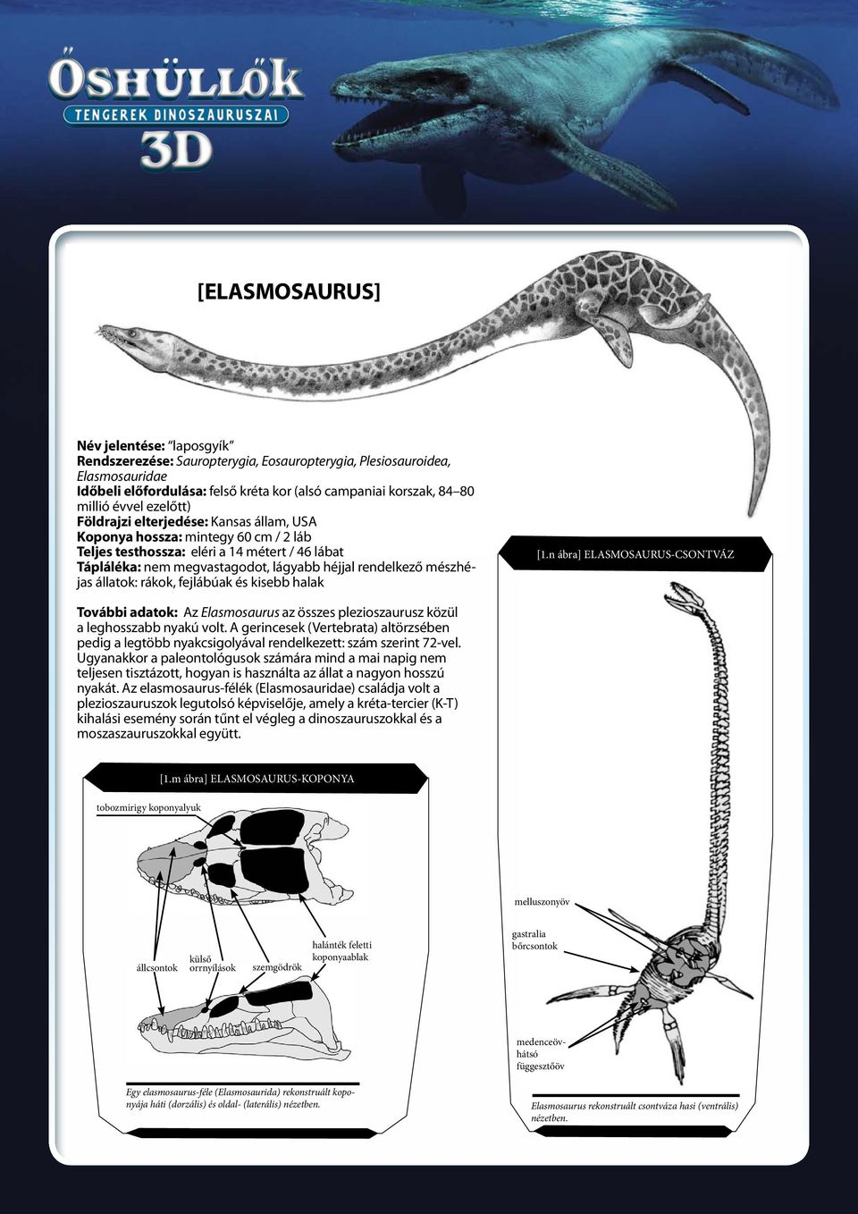 mészhéjas állatok: rákok, fejlábúak és kisebb halak [1.n ábra] ELASMOSAURUS-CSONTVÁZ További adatok: Az Elasmosaurus az összes plezioszaurusz közül a leghosszabb nyakú volt.