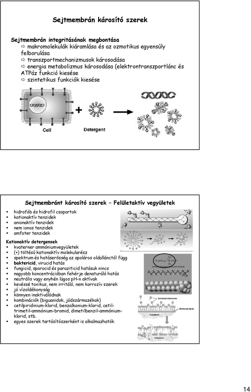tenzidek nem ionos tenzidek amfoter tenzidek Kationaktív detergensek kvaterner ammóniumvegyületek (+) töltésű kationaktív molekularész spektrum és hatáserősség az apoláros oldallánctól függ