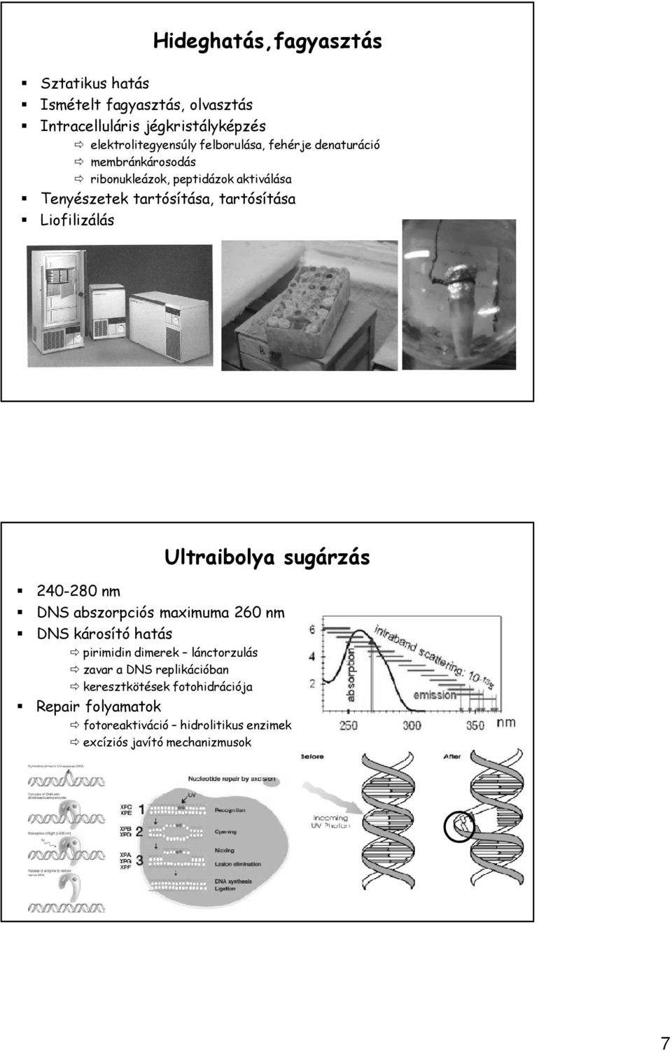 Liofilizálás Ultraibolya sugárzás 240-280 nm DNS abszorpciós maximuma 260 nm DNS károsító hatás pirimidin dimerek lánctorzulás