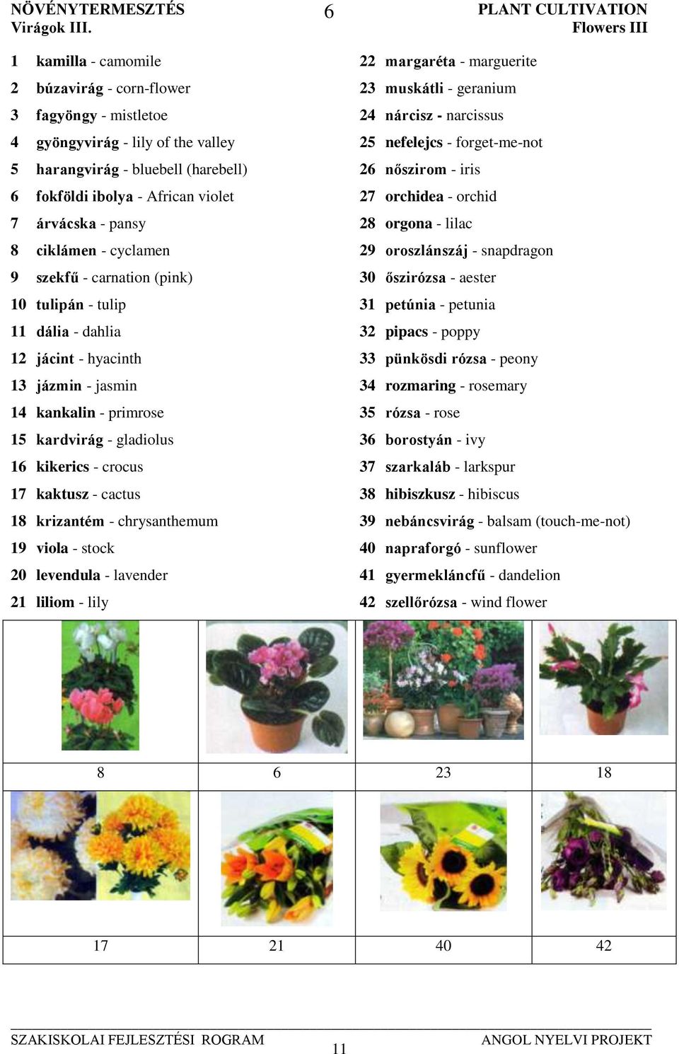 ciklámen - cyclamen 9 szekfű - carnation (pink) 10 tulipán - tulip 11 dália - dahlia 12 jácint - hyacinth 13 jázmin - jasmin 14 kankalin - primrose 15 kardvirág - gladiolus 16 kikerics - crocus 17