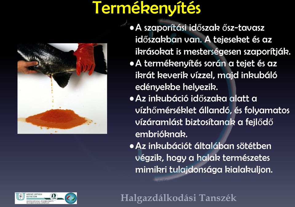 A termékenyítés során a tejet és az ikrát keverik vízzel, majd inkubáló edényekbe helyezik.