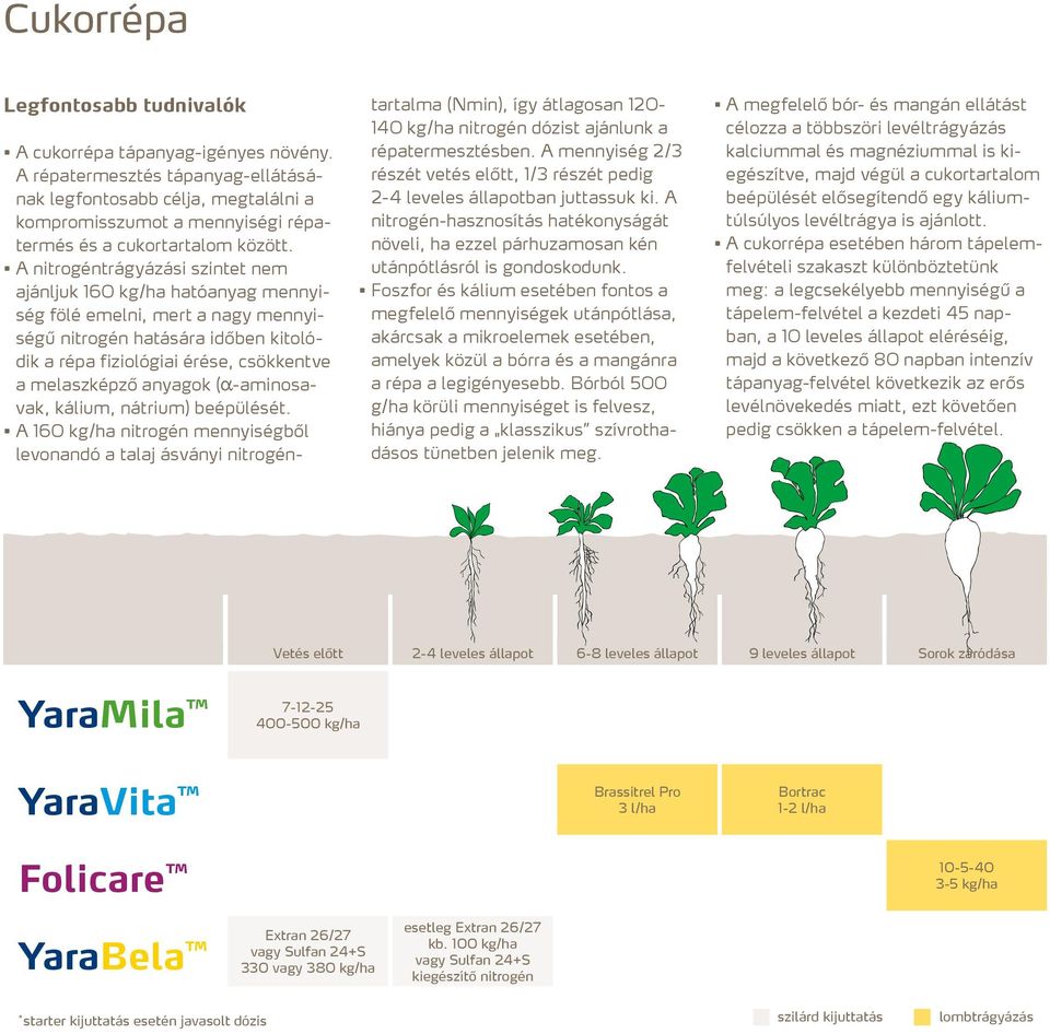 A nitrogéntrágyázási szintet nem ajánljuk 160 kg/ha hatóanyag mennyiség fölé emelni, mert a nagy mennyiségű nitrogén hatására időben kitolódik a répa fiziológiai érése, csökkentve a melaszképző