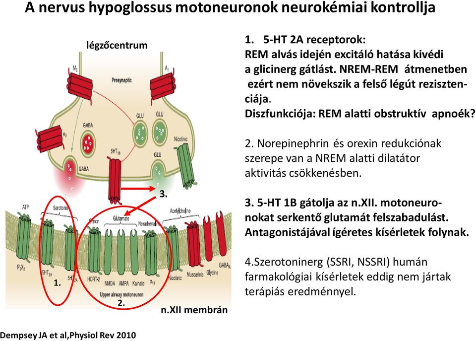 Norepinephrin és orexin redukciónak szerepe van a NREM alatti dilatátor aktivitás csökkenésben. 3. 3. 5-HT 1B gátolja az n.xii.