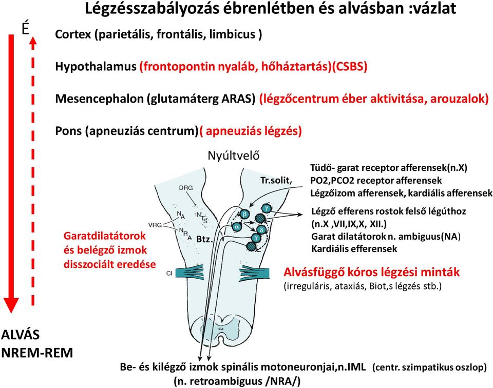 solit Tüdő- garat receptor afferensek(n.x) PO2,PCO2 receptor afferensek Légzőizom afferensek, kardiális afferensek Légző efferens rostok felső légúthoz (n.x,vii,ix,x, XII.