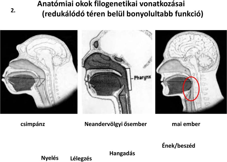 bonyolultabb funkció) csimpánz