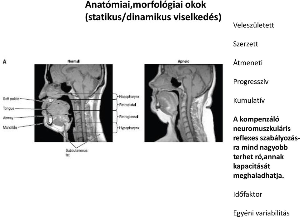 kompenzáló neuromuszkuláris reflexes szabályozásra mind