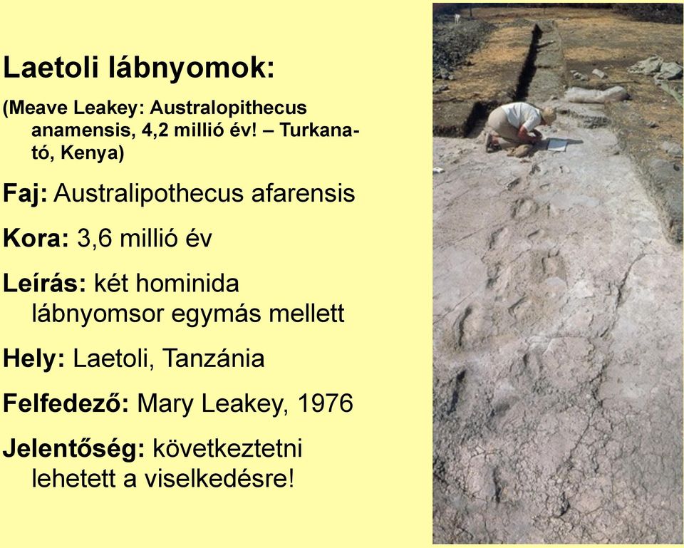 Leírás: két hominida lábnyomsor egymás mellett Hely: Laetoli, Tanzánia