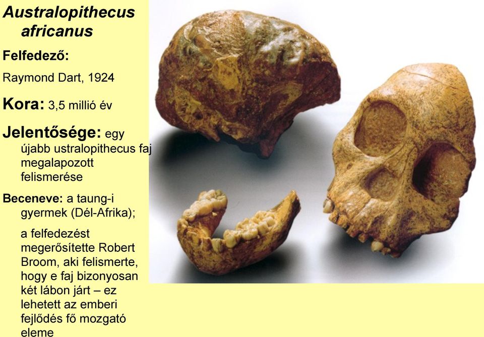 taung-i gyermek (Dél-Afrika); a felfedezést megerősítette Robert Broom, aki