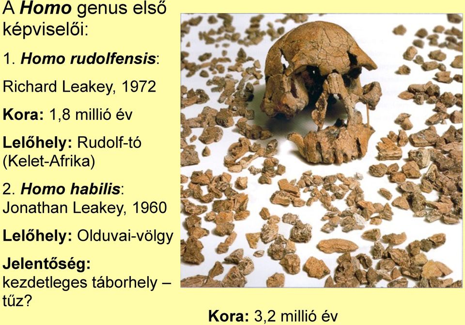 Lelőhely: Rudolf-tó (Kelet-Afrika) 2.