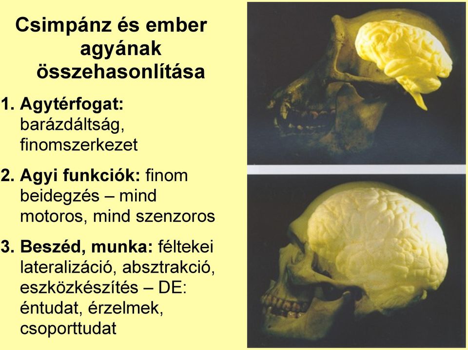 Agyi funkciók: finom beidegzés mind motoros, mind szenzoros 3.