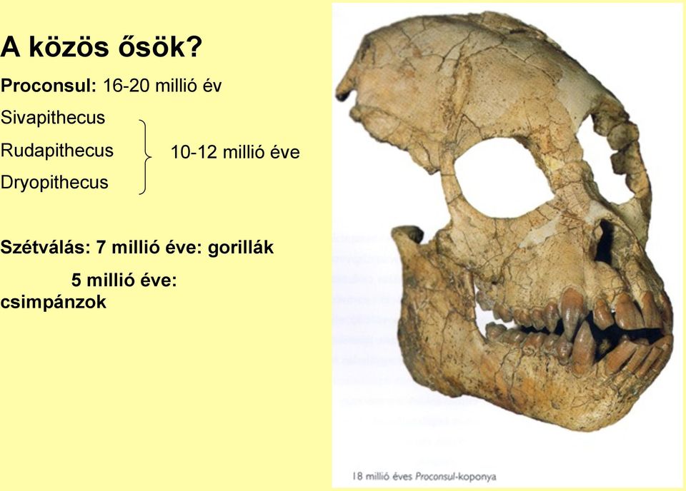 Sivapithecus Rudapithecus 10-12 millió