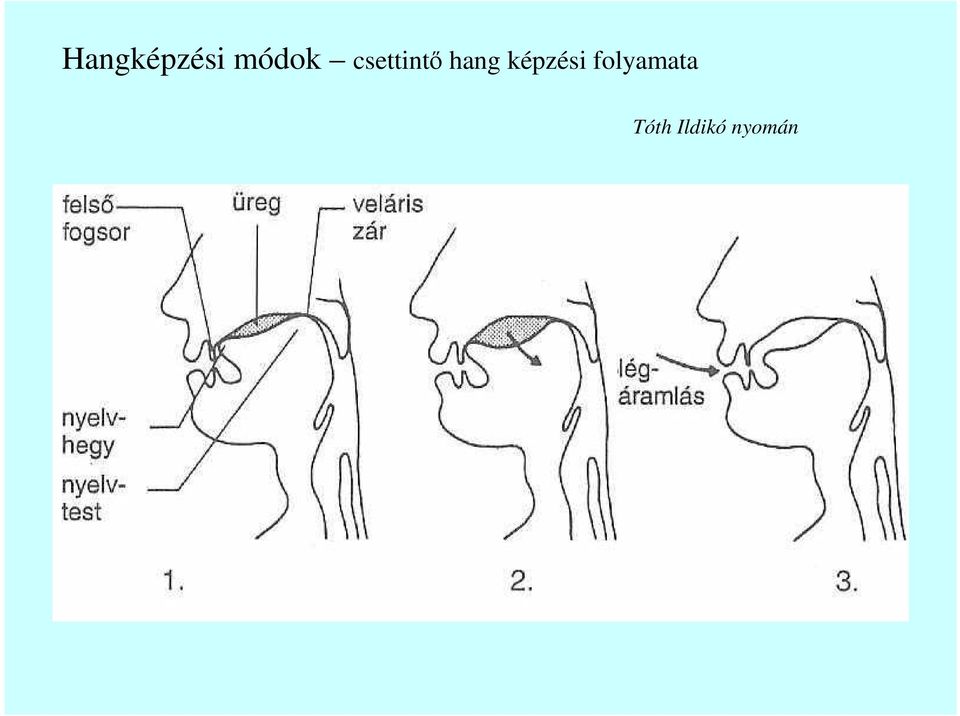 képzési folyamata