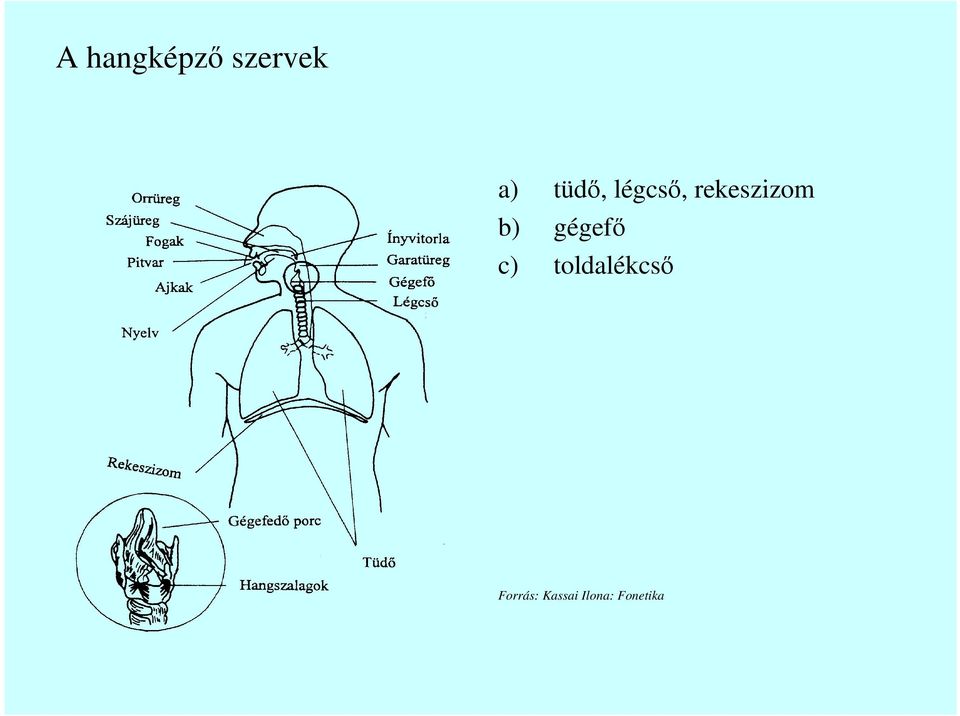 b) gégefı c) toldalékcsı