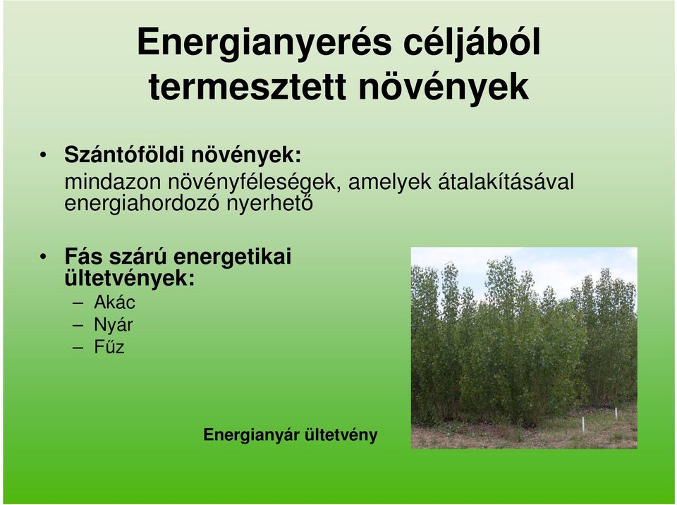 amelyek átalakításával energiahordozó nyerhető Fás