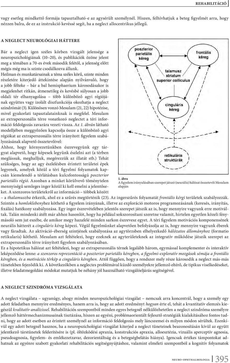 A NEGLECT NEUROLÓGIAI HÁTTERE Bár a neglect igen széles körben vizsgált jelensége a neuropszichológiának (10 20), és publikációk özöne jelent meg a témában a 70-es évek második felétől, a jelenség