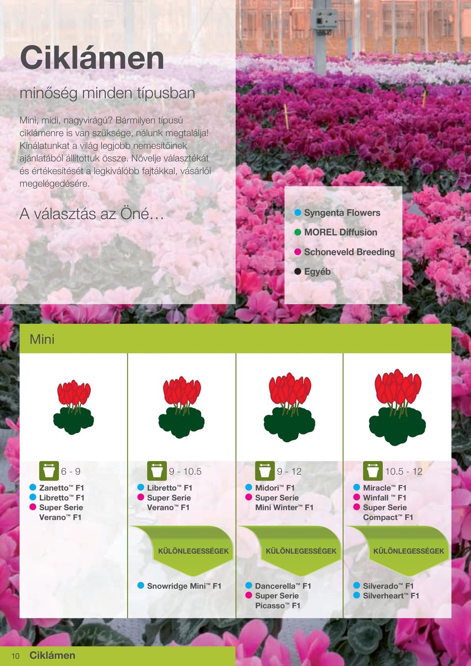 A választás az Öné Syngenta Flowers MOREL Diffusion Schoneveld Breeding Egyéb Mini 6-9 9-10.5 9-1 10.