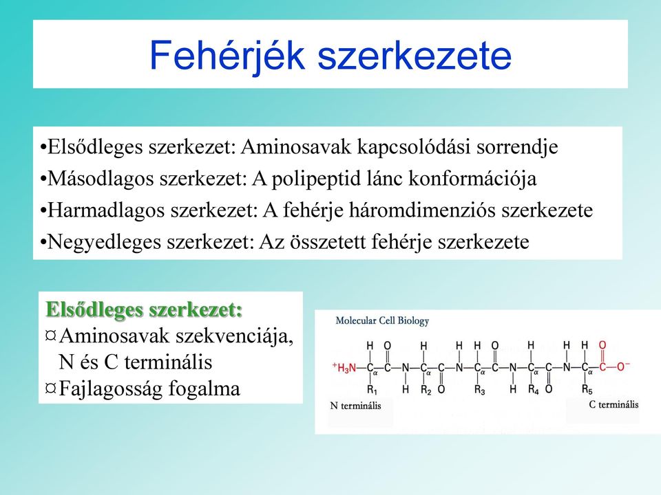 fehérje háromdimenziós szerkezete Negyedleges szerkezet: Az összetett fehérje