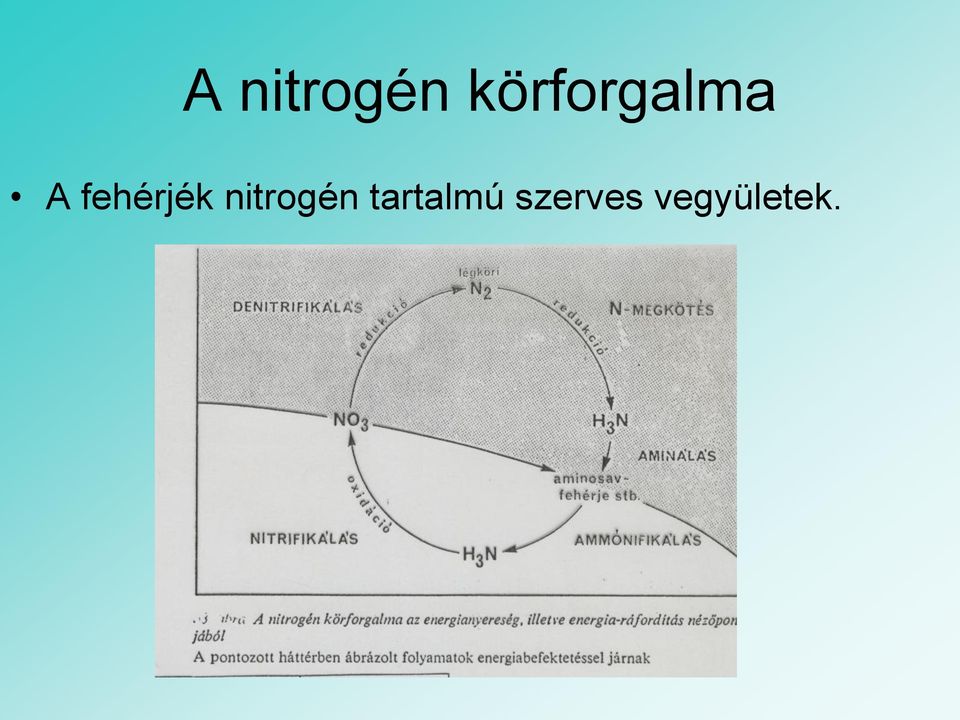 fehérjék nitrogén