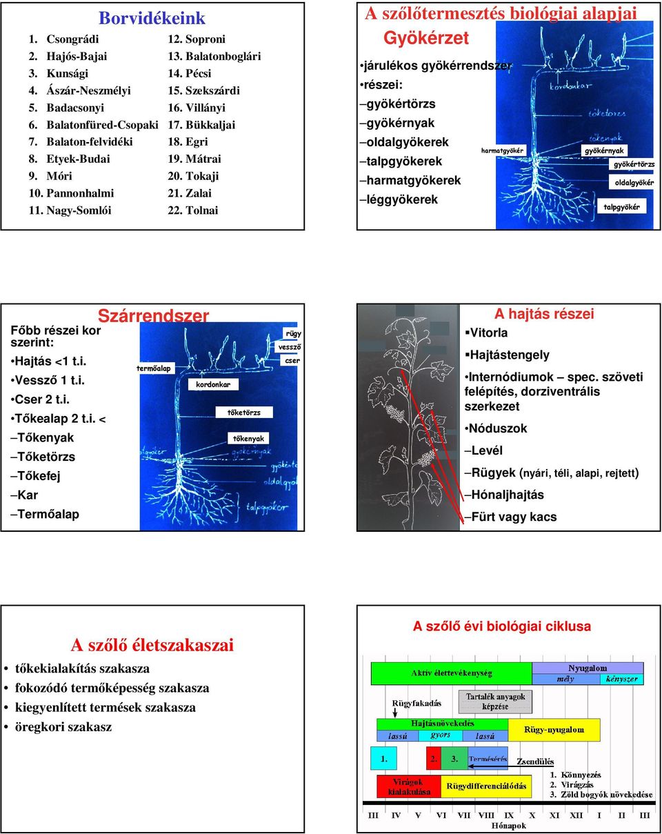 Tolnai A szőlőtermesztés biológiai alapjai Gyökérzet járulékos gyökérrendszer részei: gyökértörzs gyökérnyak oldalgyökerek talpgyökerek harmatgyökerek léggyökerek harmatgyökér gyökérnyak gyökértörzs
