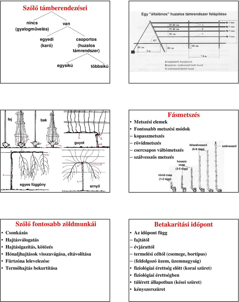 fontosabb zöldmunkái Hajtásválogatás Hajtásigazítás, kötözés Hónaljhajtások visszavágása, eltávolítása Fürtzóna lelevelezése Termőhajtás bekurtítása Az időpont függ Betakarítási időpont