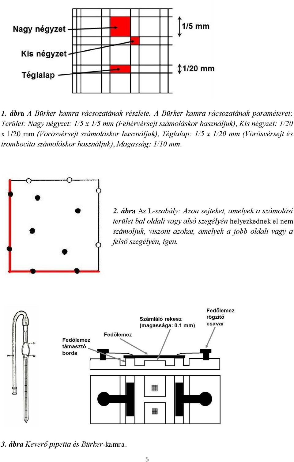 mm (Vörösvérsejt számoláskor használjuk), Téglalap: 1/5 x 1/20 mm (Vörösvérsejt és trombocita számoláskor használjuk), Magasság: 1/10 mm. 2.