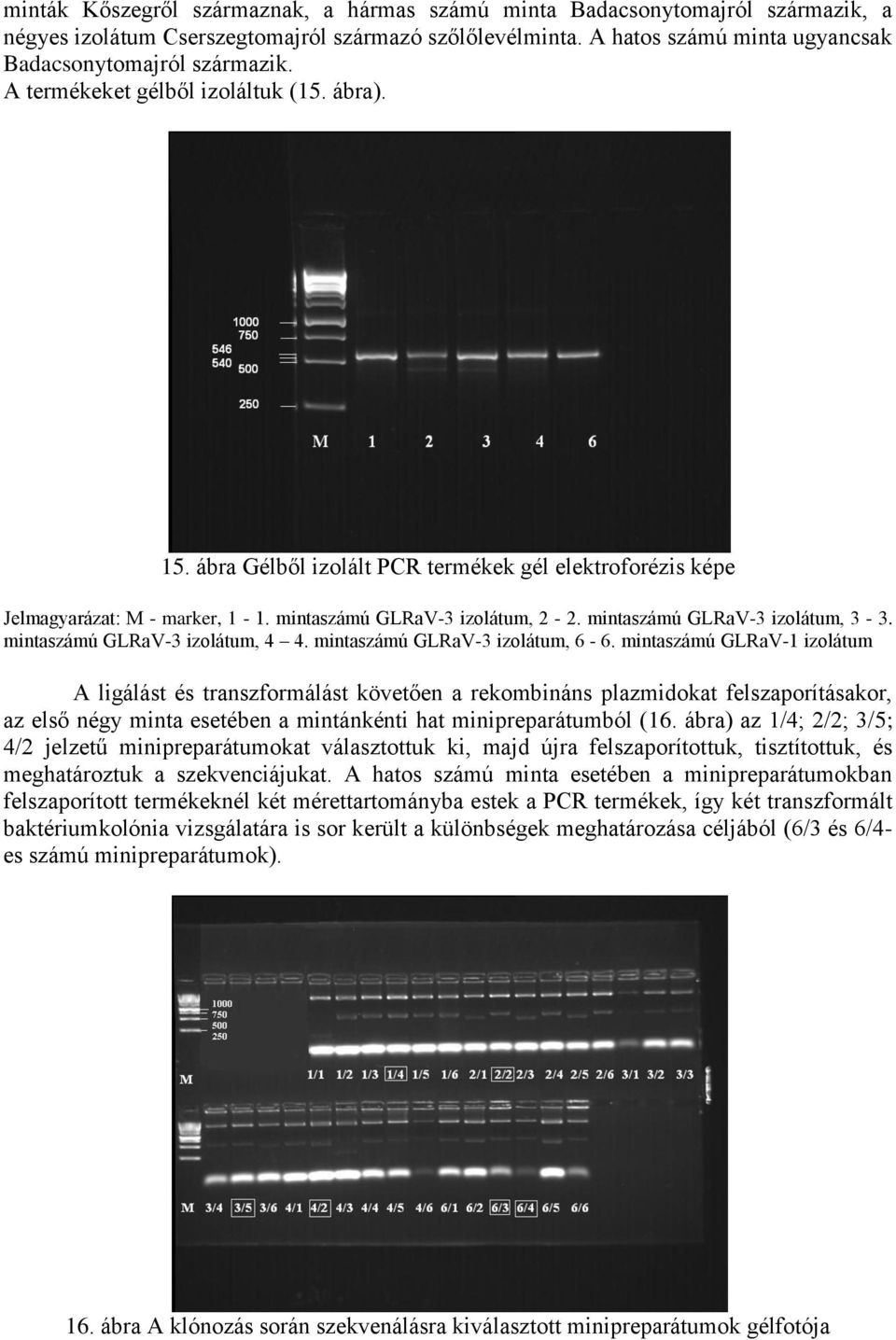 mintaszámú GLRaV-3 izolátum, 3-3. mintaszámú GLRaV-3 izolátum, 4 4. mintaszámú GLRaV-3 izolátum, 6-6.