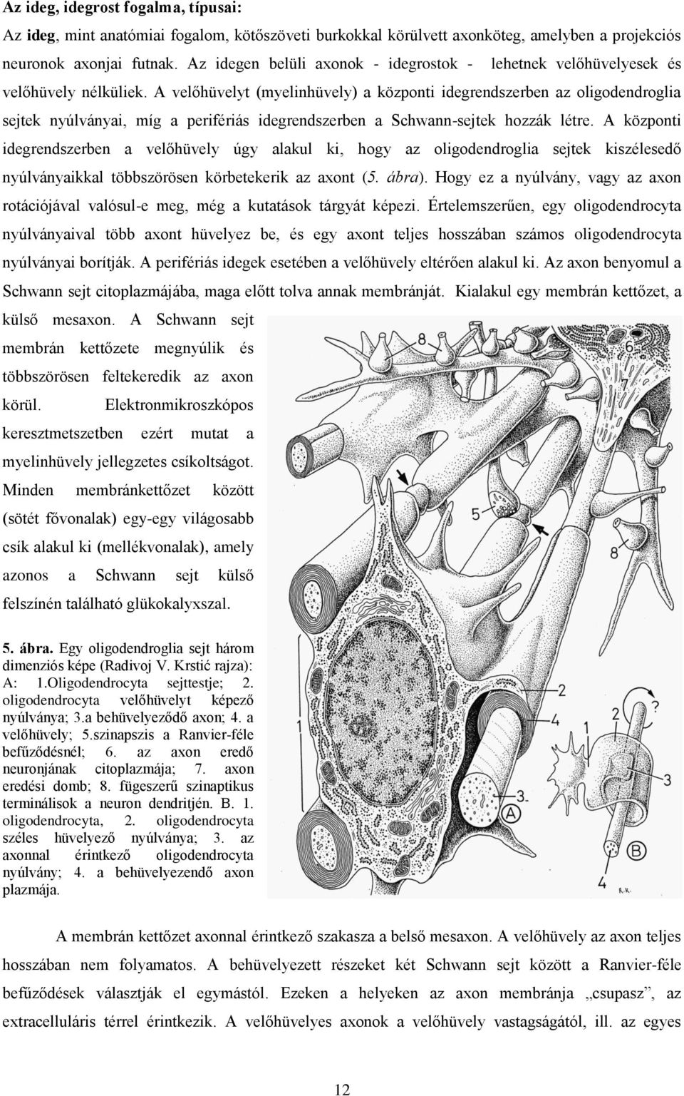 A velőhüvelyt (myelinhüvely) a központi idegrendszerben az oligodendroglia sejtek nyúlványai, míg a perifériás idegrendszerben a Schwann-sejtek hozzák létre.