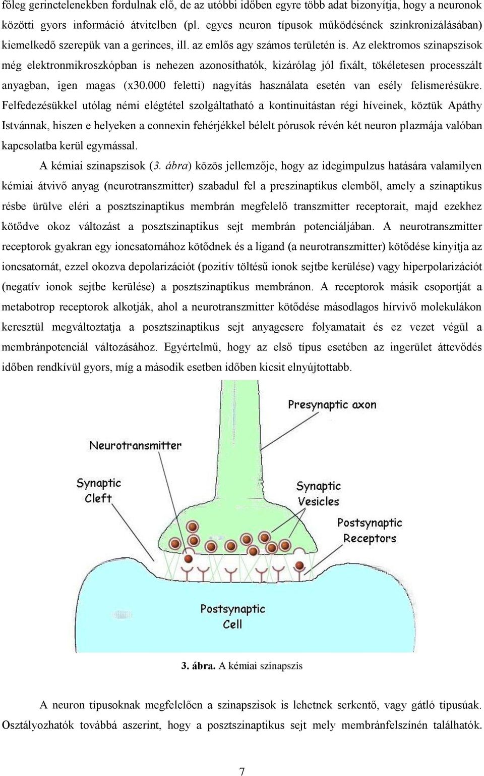 Az elektromos szinapszisok még elektronmikroszkópban is nehezen azonosíthatók, kizárólag jól fixált, tökéletesen processzált anyagban, igen magas (x30.